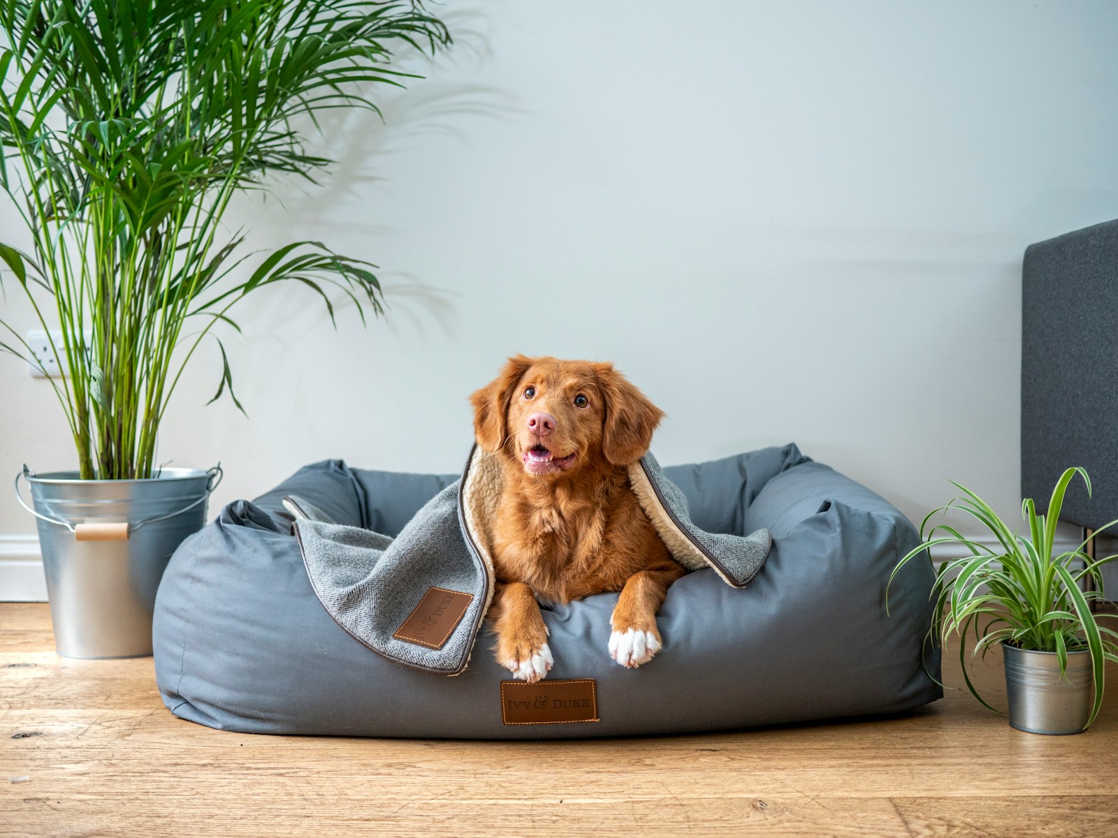 brown short coated dog on gray couch, renters, pet